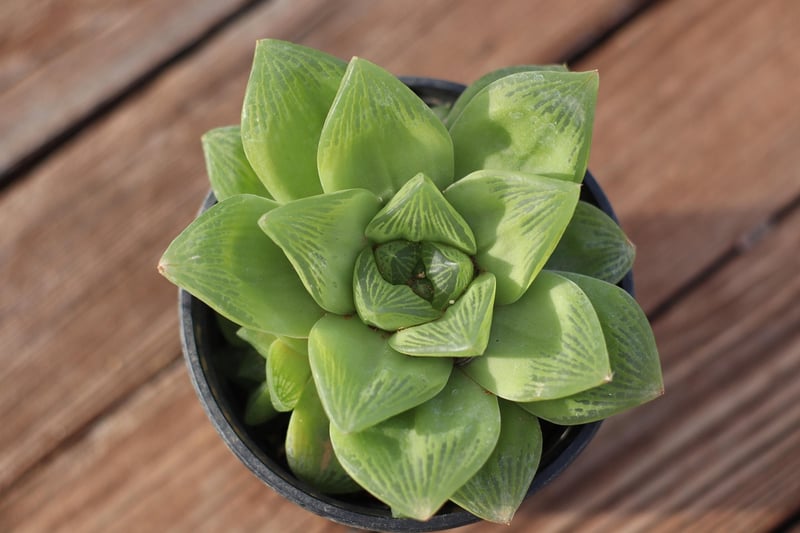 Haworthia
