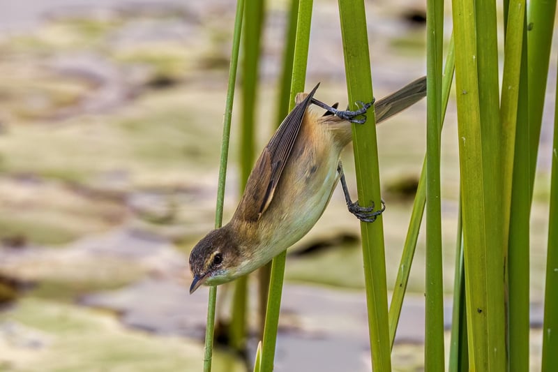 Pond with Water Lilies